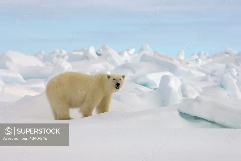 Polar Bear Looking for Food