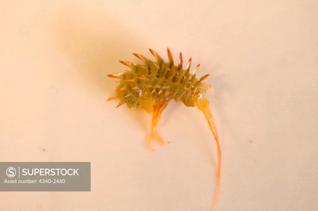 Close-up of the amphipod pulled up from the sea floor of the Northwest Passage by ArcticNet scientists aboard the CCGS Amundsen, Baffin Bay, Nunavut, Canada. There are over 8000 amphipod species worldwide, inhabiting a variety of aquatic environments.