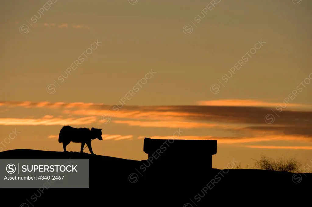 Sled Dog at Sunset in Canadian High Arctic