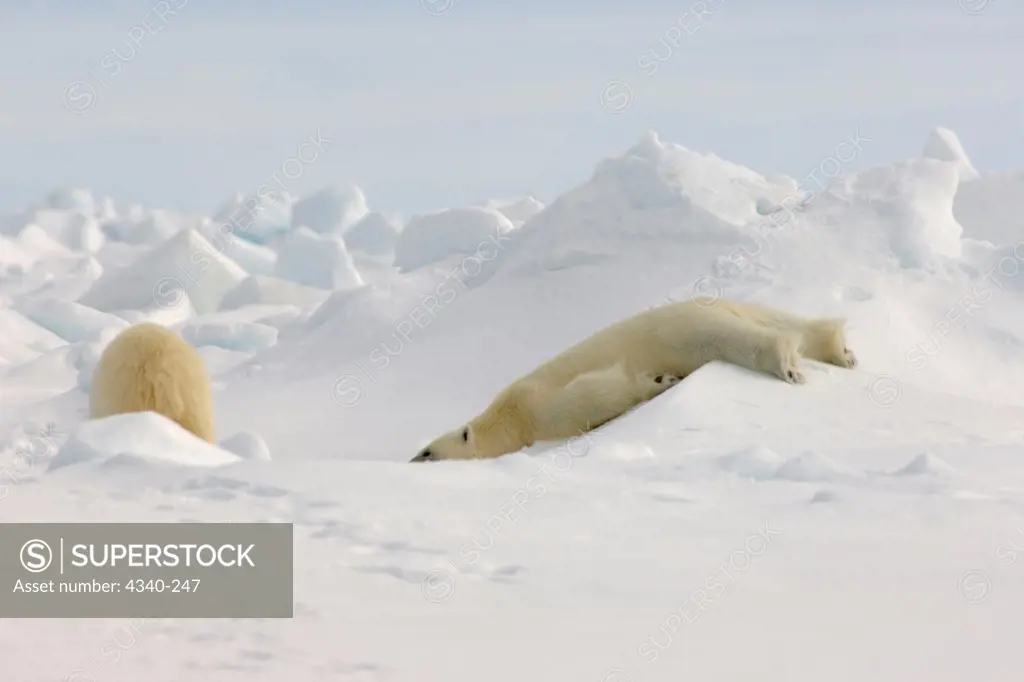 Polar Bears Playing on Jumbled Pack Ice