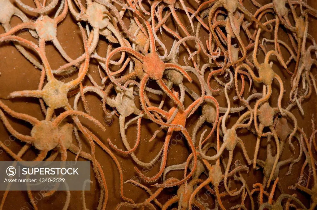 brittle stars or ophiuroids, pulled up from the sea floor of the Northwest Passage by scientists aboard the CCGS Amundsen, Baffin Bay, Nunavut, Canada.