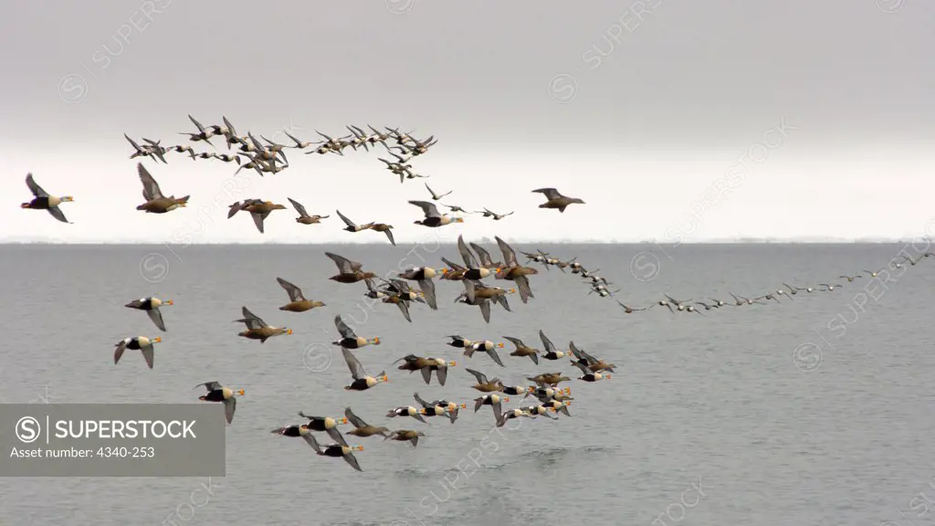 Flock of King Eider Ducks During Spring Migration