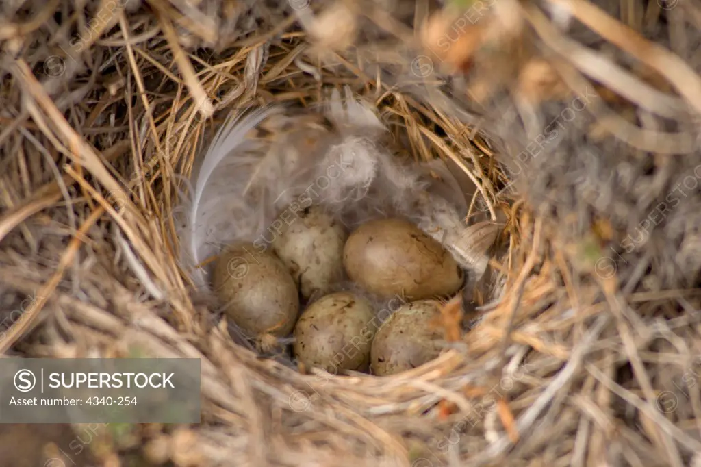 Lapland Longspur Bird Eggs in Nest