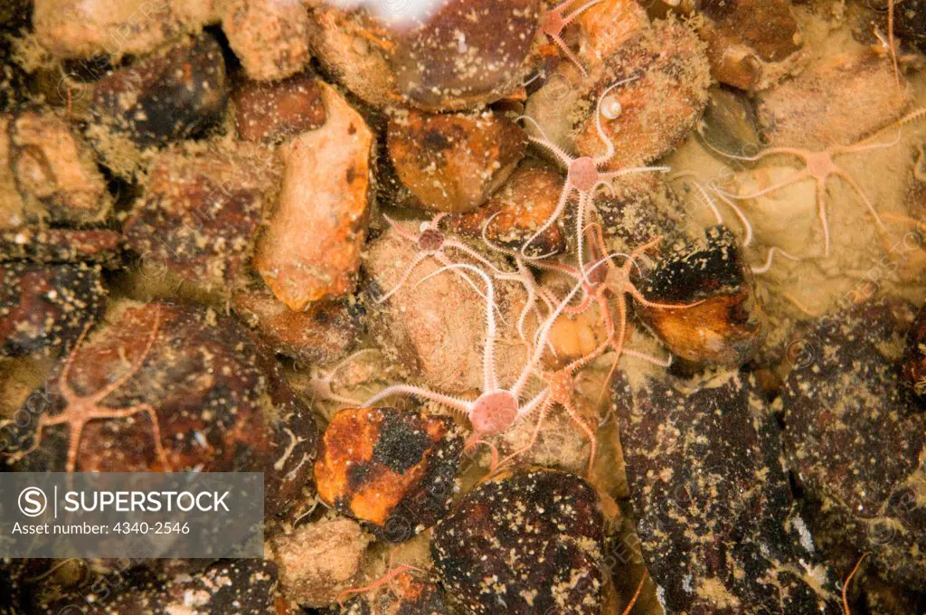 brittle stars or ophiuroids, seaweed, kelp and rocks, pulled up from the sea floor of the Northwest Passage by a Rectangular Mid-Water Trawl, aboard the CCGS Amundsen, Baffin Bay, Nunavut, Canada