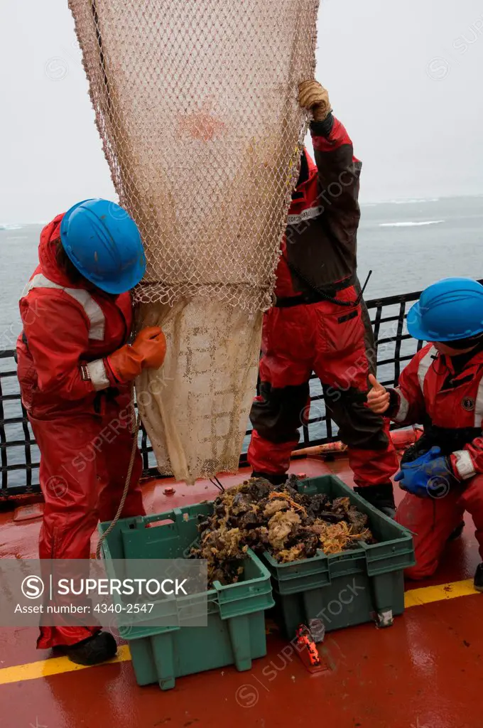 ArcticNet scientists collect benthic organisms, seaweeds, kelp and other samples from a Rectangular Mid-Water Trawl, aboard the CGGS Amundsen, Northwest Passage, Baffin Bay, Nunavut, Canada