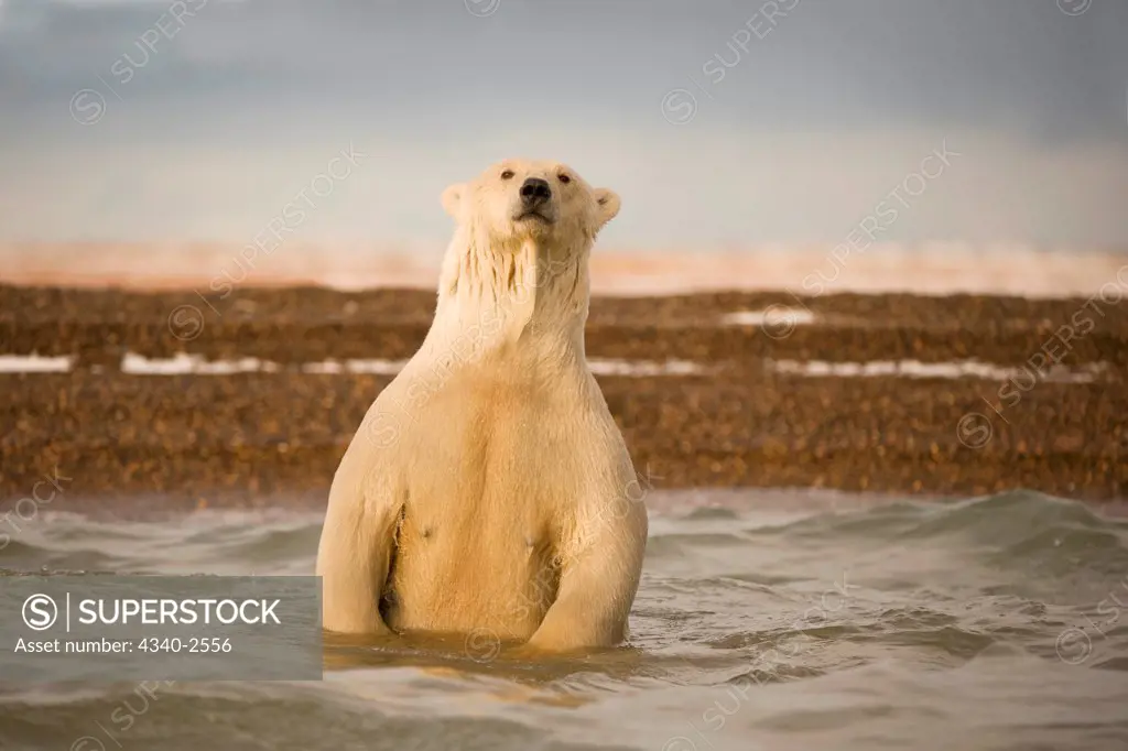 polar bear, Ursus maritimus, profile of a sow in the waters off Bernard Spit, as it waits along the coast for fall freeze up, 1002 area of the Arctic National Wildlife Refuge, North Slope of the Brooks Range, Alaska, autumn
