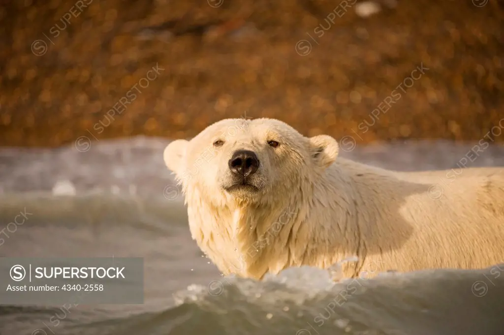 polar bear, Ursus maritimus, profile of a sow in the surf off Bernard Spit, as it waits along the coast for fall freeze up, 1002 area of the Arctic National Wildlife Refuge, North Slope of the Brooks Range, Alaska, autumn