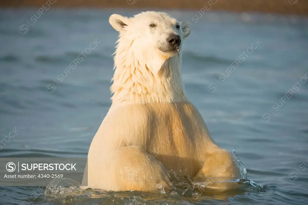 polar bear, Ursus maritimus, profile of a young bear in the water as it waits for fall freeze up, off Bernard Spit, 1002 area of the Arctic National Wildlife Refuge, North Slope of the Brooks Range, Alaska, autumn
