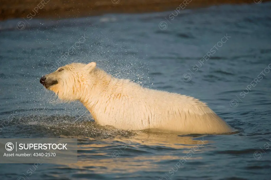 polar bear, Ursus maritimus, shakes water off its coat as it waits heads out of the water, Bernard Spit, 1002 area of the Arctic National Wildlife Refuge, North Slope of the Brooks Range, Alaska, autumn