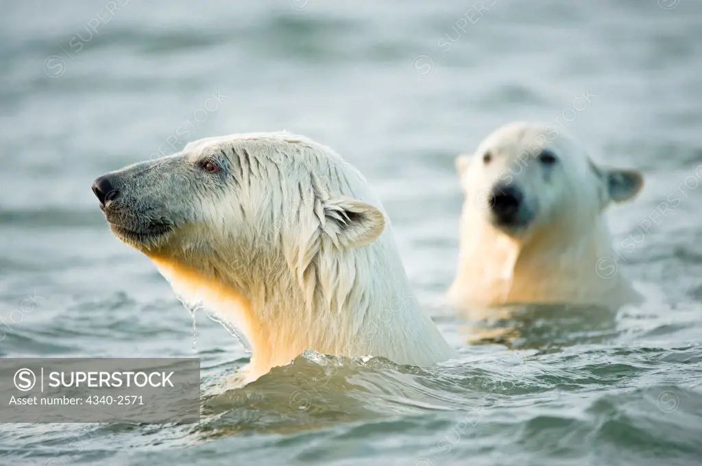 polar bear, Ursus maritimus, profile of a pair of cubs in the water as they wait for fall freeze up, along Bernard Spit, 1002 area of the Arctic National Wildlife Refuge, North Slope of the Brooks Range, Alaska, autumn