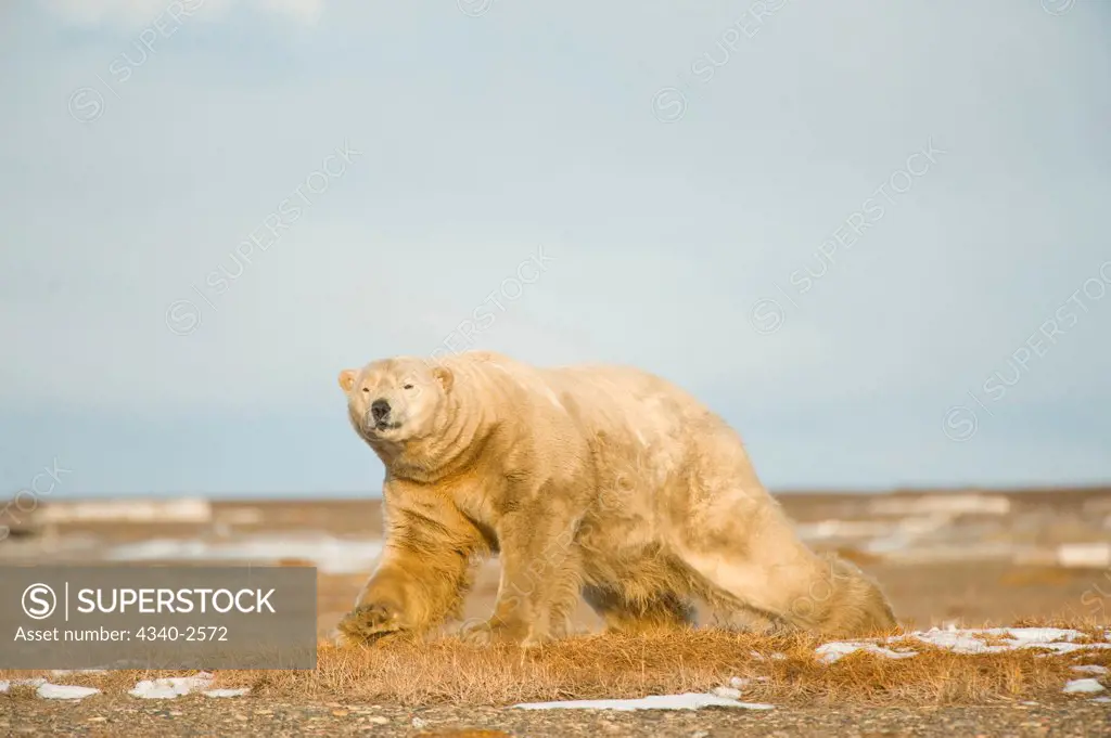 polar bear, Ursus maritimus, large boar walks across Bernard Spit as it waits for fall freeze up, 1002 area of the Arctic National Wildlife Refuge, North Slope of the Brooks Range, Alaska, autumn