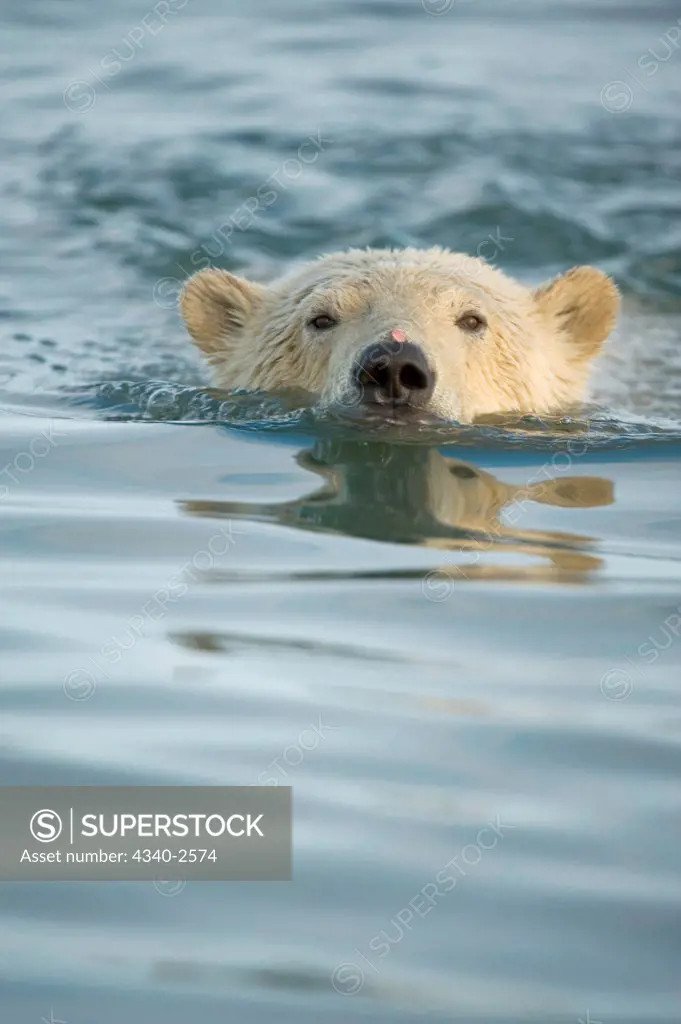 polar bear, Ursus maritimus, profile of a cub in the water as it waits for fall freeze up, off Bernard Spit, 1002 area of the Arctic National Wildlife Refuge, North Slope of the Brooks Range, Alaska, autumn