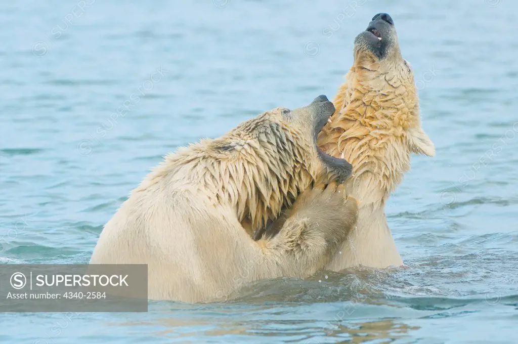polar bear, Ursus maritimus, pair of young bears play with one another in waters along Bernard Spit, 1002 area of the Arctic National Wildlife Refuge, North Slope of the Brooks Range, Alaska, autumn