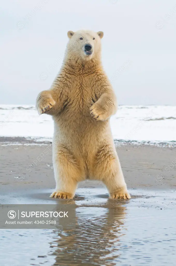 polar bear, Ursus maritimus, young bear stands on its hind legs and balances itself along the coast, Bernard Spit, 1002 area of the Arctic National Wildlife Refuge, North Slope of the Brooks Range, Alaska