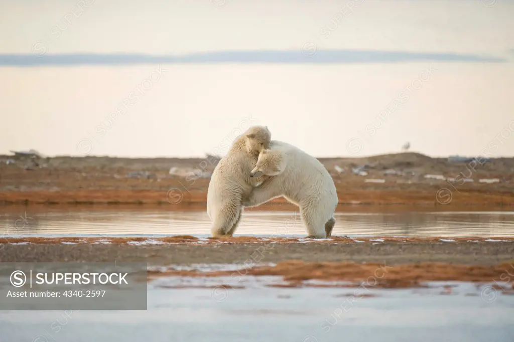polar bear, Ursus maritimus, pair of young bears play with one another along Bernard Spit, 1002 area of the Arctic National Wildlife Refuge, North Slope of the Brooks Range, Alaska, autumn