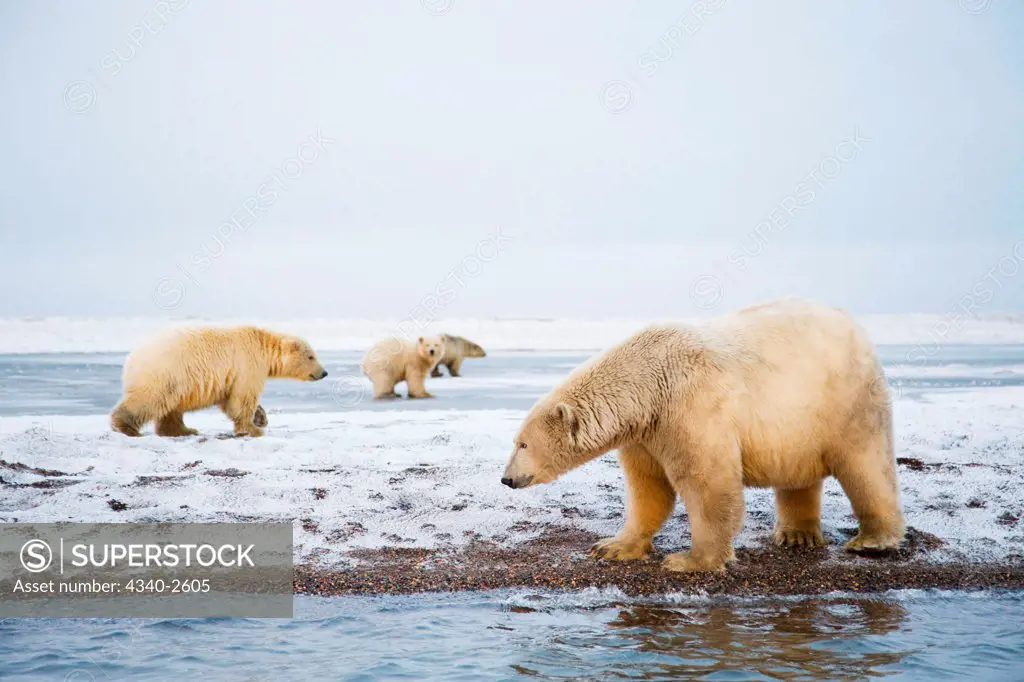 polar bear, Ursus maritimus, group of boars, sows and cubs gather on a barrier island off the coast in autumn, as they wait for fall freeze up to head out on the sea ice to hunt seals, 1002 area of the Arctic National Wildlife Refuge, North Slope of the Brooks Range, Alaska