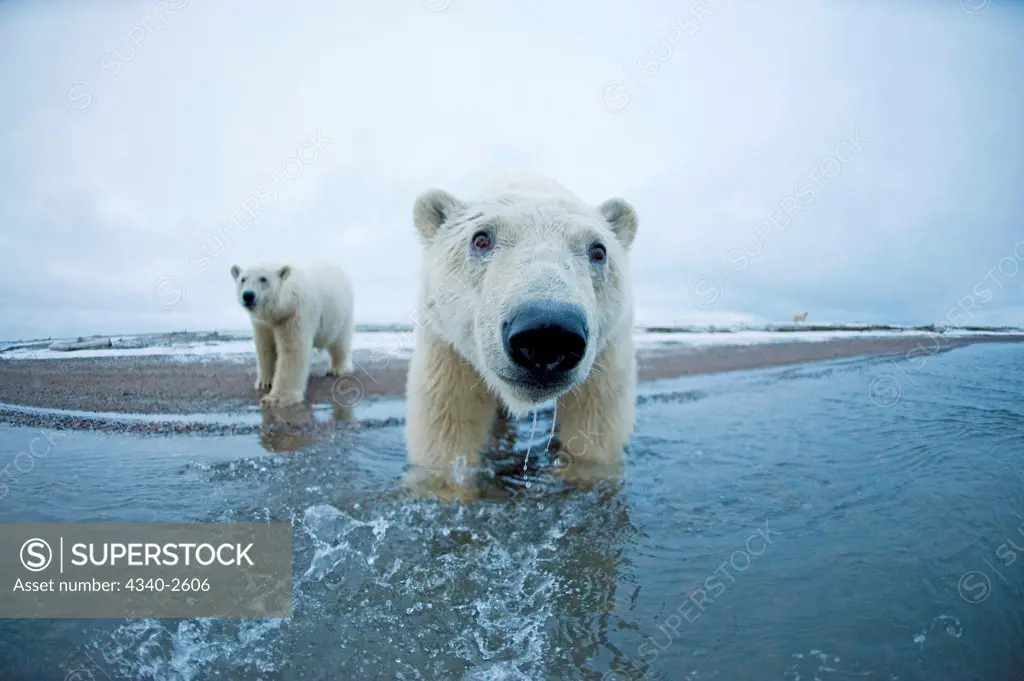 polar bear, Ursus maritimus, pair of curious young bears along Bernard Spit, as they wait for fall freeze up along the coast, 1002 area of the Arctic National Wildlife Refuge, North Slope of the Brooks Range, Alaska
