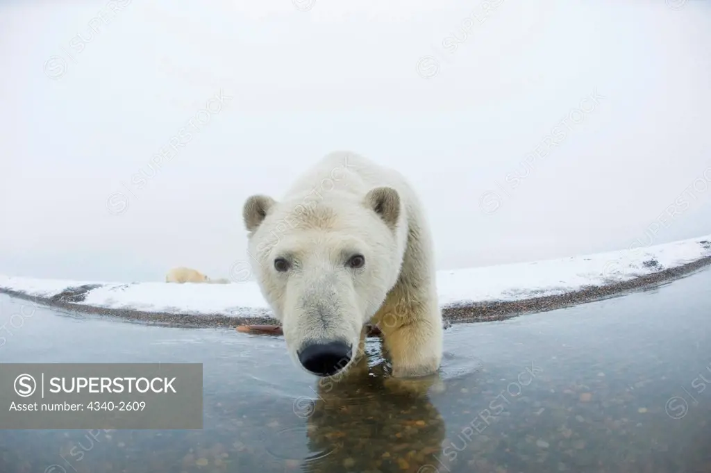 polar bear, Ursus maritimus, curious young bear along Bernard Spit, as it waits for fall freeze up along the coast, 1002 area of the Arctic National Wildlife Refuge, North Slope of the Brooks Range, Alaska