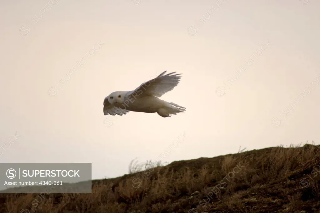 Snowy Owl in Flight