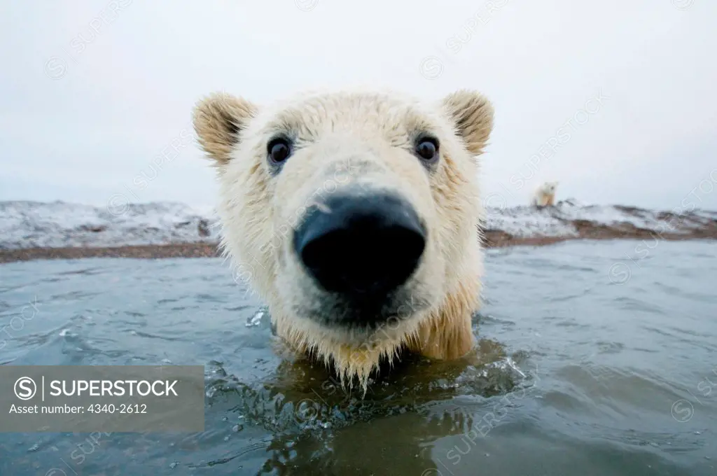 polar bear, Ursus maritimus, curious young bear along Bernard Spit, as it waits for fall freeze up along the coast, 1002 area of the Arctic National Wildlife Refuge, North Slope of the Brooks Range, Alaska