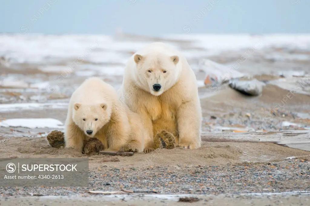 polar bear, Ursus maritimus, sow with spring cub along a barrier island as they wait for fall freeze up to begin, Bernard Spit, 1002 area of the Arctic National Wildlife Refuge, North Slope of the Brooks Range, Alaska