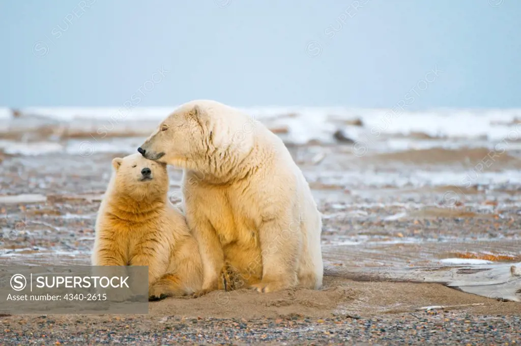 polar bear, Ursus maritimus, sow nuzzles her spring cub along a barrier island while fall freeze up begins, Bernard Spit, 1002 area of the Arctic National Wildlife Refuge, North Slope of the Brooks Range, Alaska