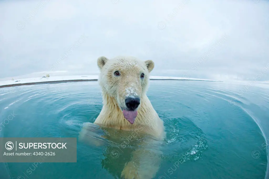 polar bear, Ursus maritimus, young bear in the water scents with its tongue, along the coast as it waits for fall freeze up, Beaufort Sea, off the 1002 area of the Arctic National Wildlife Refuge, North Slope of the Brooks Range, Alaska