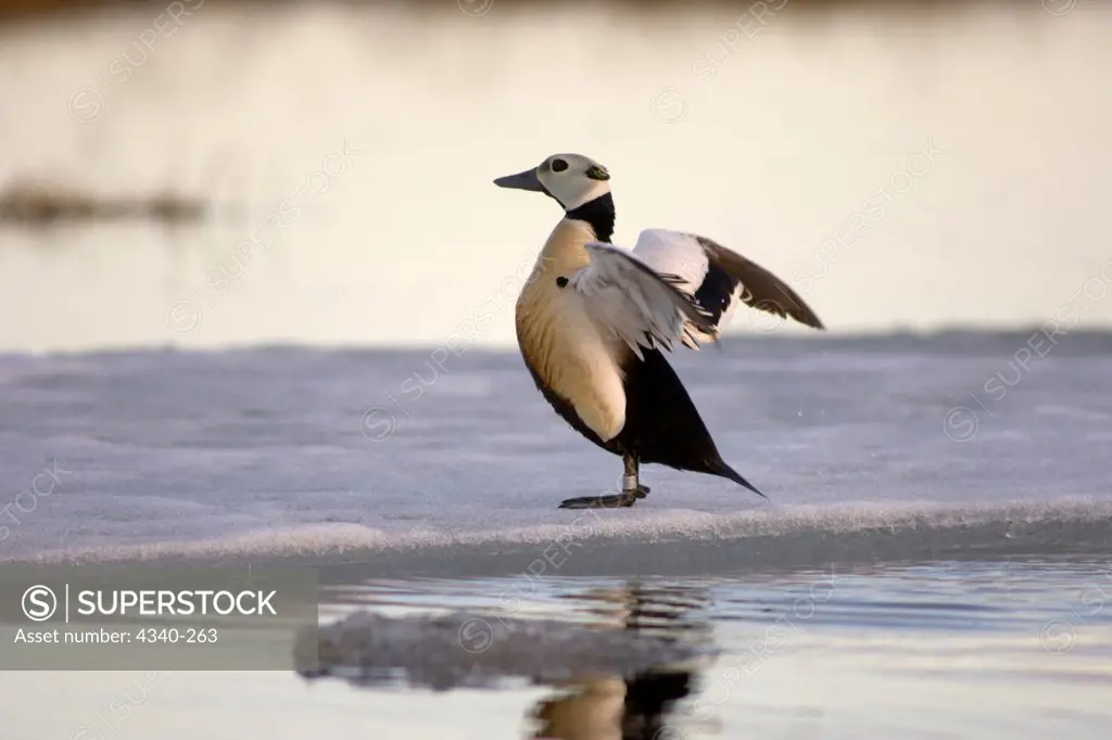 Steller's Eider Stretching His Wings