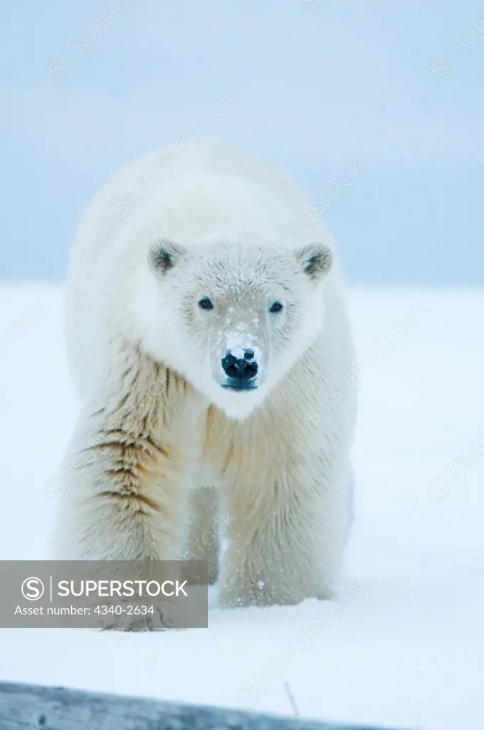 polar bear, Ursus maritimus, young bear travels across newly formed pack ice during fall freeze up, off the 1002 area of the Arctic National Wildlife Refuge, North Slope of the Brooks Range, Alaska, autumn