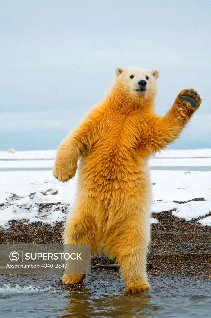 polar bear, Ursus maritimus, spring cub stands and tries to balance itself, almost as if it's dancing, along Bernard Spit, 1002 area of the Arctic National Wildlife Refuge, North Slope of the Brooks Range, Alaska, autumn