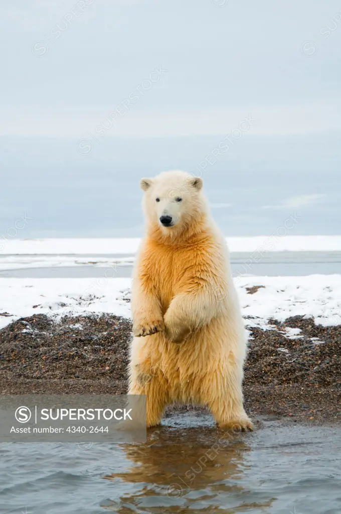 polar bear, Ursus maritimus, spring cub stands and tries to balance itself along Bernard Spit, 1002 area of the Arctic National Wildlife Refuge, North Slope of the Brooks Range, Alaska, autumn