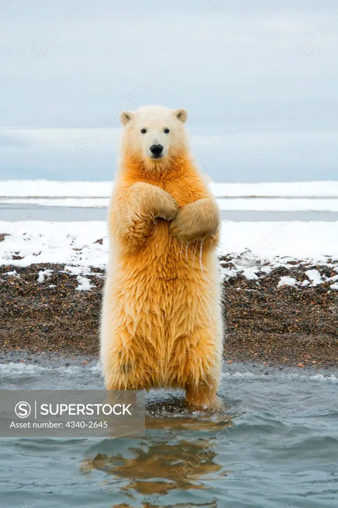 polar bear, Ursus maritimus, spring cub stands and tries to balance itself along Bernard Spit, 1002 area of the Arctic National Wildlife Refuge, North Slope of the Brooks Range, Alaska, autumn
