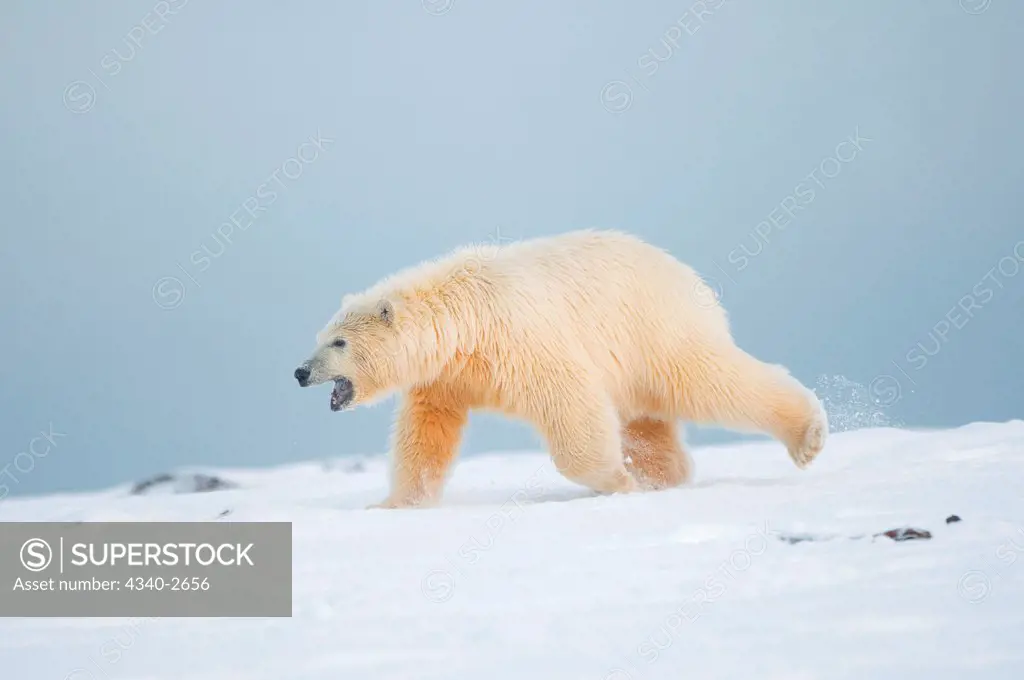 polar bear, Ursus maritimus, young bear travels across the snow covered coast during fall freeze up, off the 1002 area of the Arctic National Wildlife Refuge, North Slope of the Brooks Range, Alaska, autumn