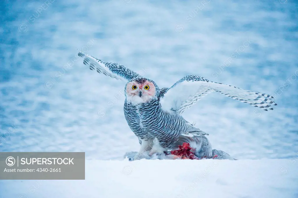 snowy owl, Nycttea scandiaca, adult feeds on young seagull along the arctic coast in autumn, 1002 area of the Arctic National Wildlife Refuge, North Slope, Alaska