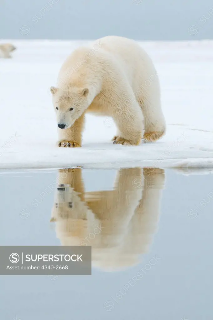 polar bear, Ursus maritimus, young bear travels across newly formed pack ice during fall freeze up, off the 1002 area of the Arctic National Wildlife Refuge, North Slope of the Brooks Range, Alaska, autumn