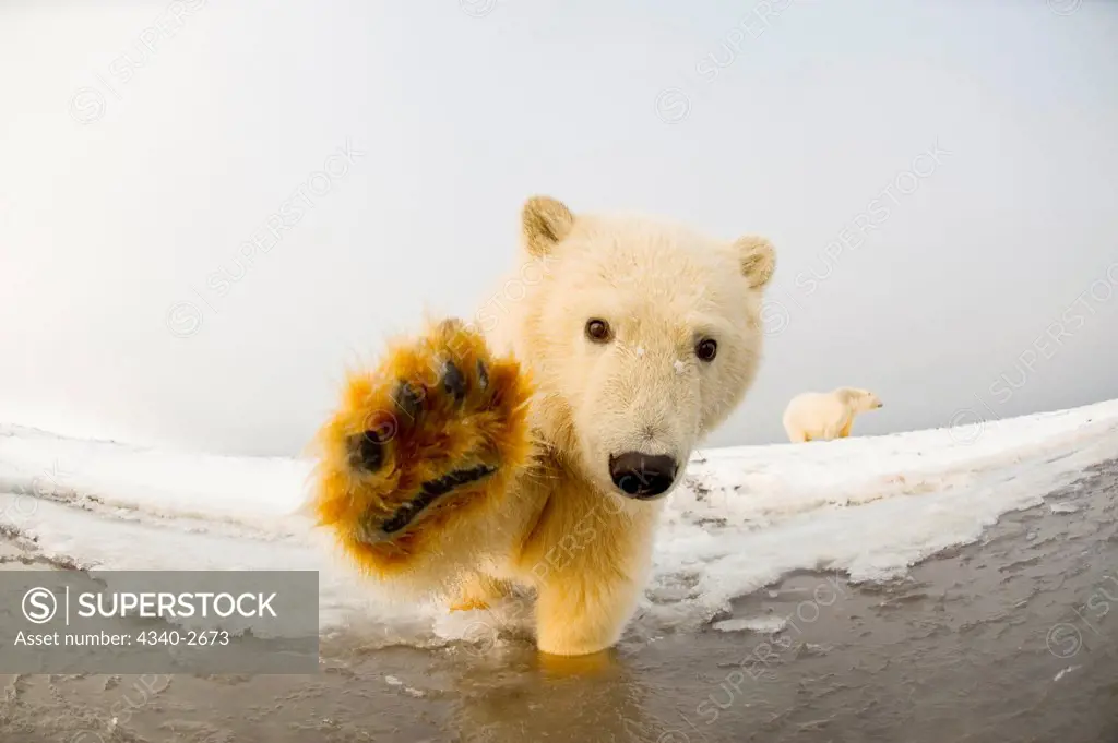 polar bear, Ursus maritimus, fish eye view of a curious spring cub along Bernard Spit during fall freeze up, 1002 area of the Arctic National Wildlife Refuge, North Slope of the Brooks Range, Alaska