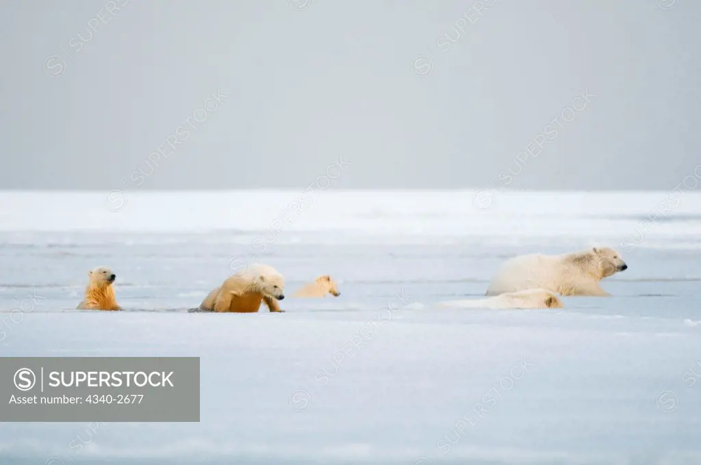 polar bear, Ursus maritimus, sows with spring cubs move through slushy newly forming pack ice along Bernard Spit during fall freeze up, 1002 area of the Arctic National Wildlife Refuge, North Slope of the Brooks Range, Alaska