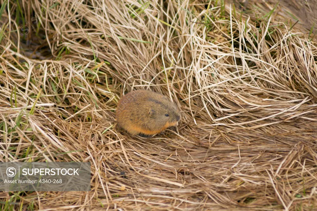 Brown Lemming on Tundra