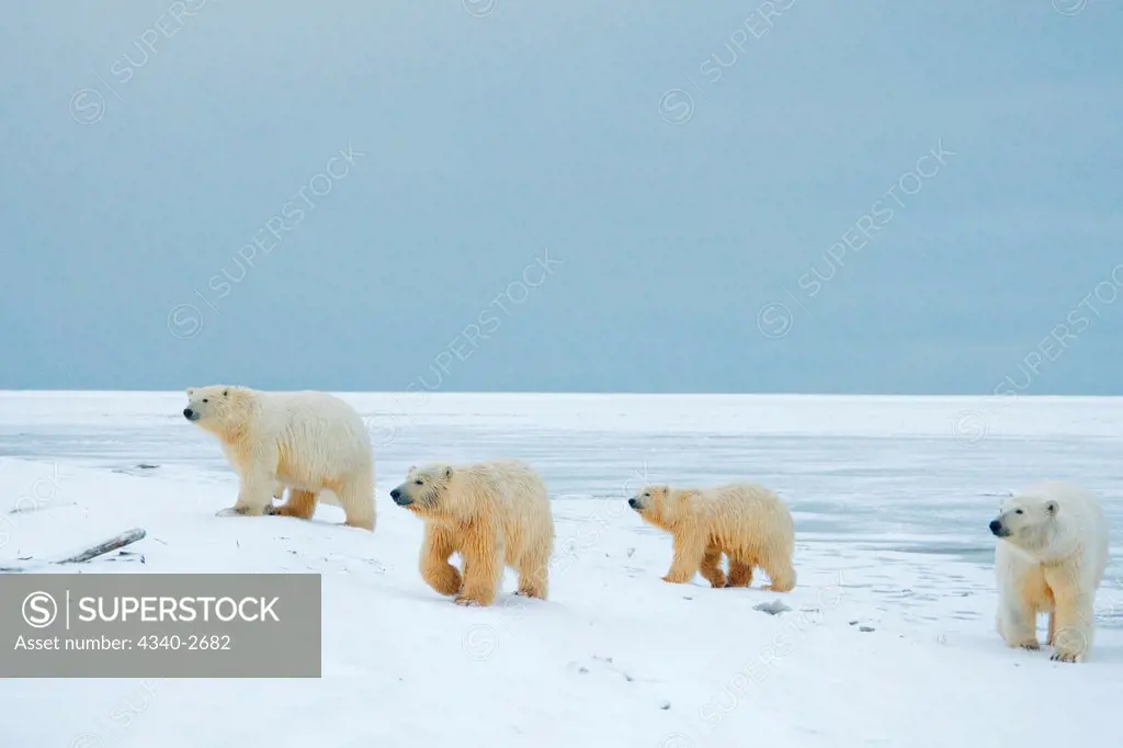 polar bear, Ursus maritimus, pair of sows with cubs along the coast during fall freeze up, Barter Island, 1002 area of the Arctic National Wildlife Refuge, North Slope of the Brooks Range, Alaska
