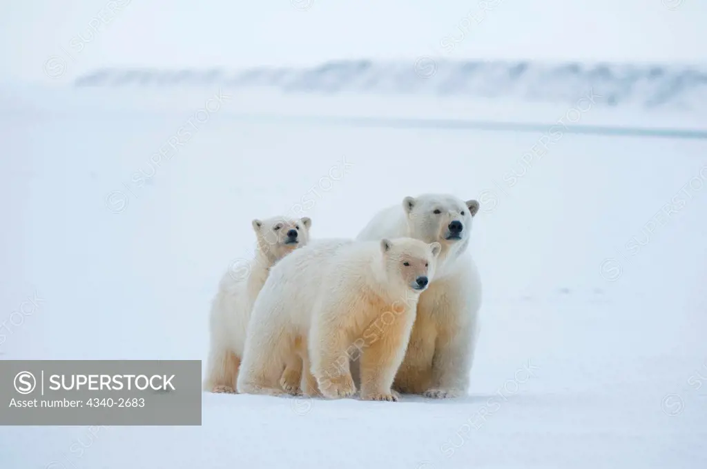 polar bear, Ursus maritimus, sow with a pair of cubs, red faced from feeding on a whale carcass, hang out on newly formed pack ice along the coasat during fall freeze up, 1002 area of the Arctic National Wildlife Refuge, North Slope of the Brooks Range, Alaska