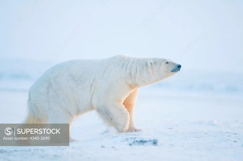 polar bear, Ursus maritimus, large boar walks along the coast during fall freeze up, 1002 area of the Arctic National Wildlife Refuge, North Slope of the Brooks Range, Alaska, autumn