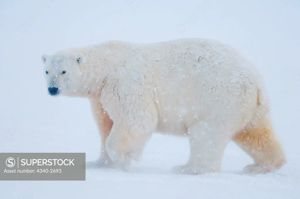 polar bear, Ursus maritimus, large adult walks over newly formed pack ice as it snows during fall freeze up, 1002 area of the Arctic National Wildlife Refuge, North Slope of the Brooks Range, Alaska, autumn