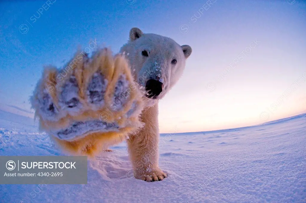 polar bear, Ursus maritimus, fish eye view of a sow on the pack ice along the coast in morning, 1002 area of the Arctic National Wildlife Refuge, North Slope of the Brooks Range, Alaska, autumn