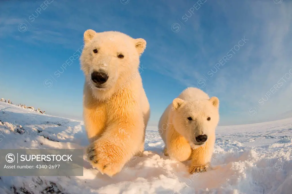 polar bear, Ursus maritimus, fish eye view of a pair of curious spring cubs along Bernard Spit during fall freeze up, 1002 area of the Arctic National Wildlife Refuge, North Slope of the Brooks Range, Alaska