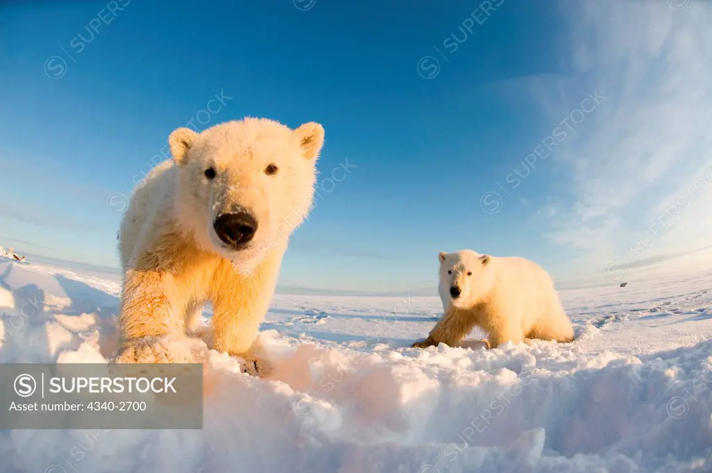polar bear, Ursus maritimus, fish eye view of a pair of curious spring cubs along Bernard Spit during fall freeze up, 1002 area of the Arctic National Wildlife Refuge, North Slope of the Brooks Range, Alaska