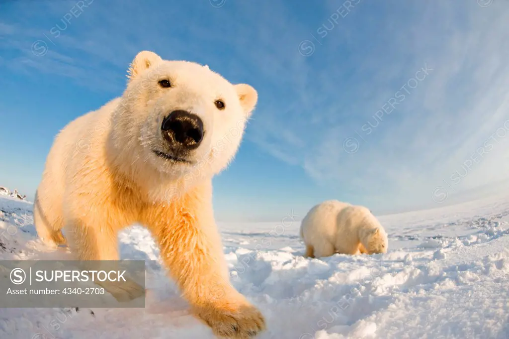 polar bear, Ursus maritimus, fish eye view of a curious spring cub along Bernard Spit during fall freeze up, 1002 area of the Arctic National Wildlife Refuge, North Slope of the Brooks Range, Alaska