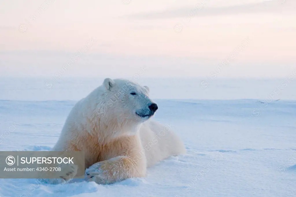 polar bear, Ursus maritimus, young bear rests on newly formed pack ice during fall freeze up, off the 1002 area of the Arctic National Wildlife Refuge, North Slope of the Brooks Range, Alaska, autumn