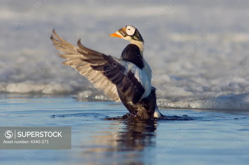 Spectacled Eider Duck Flapping Wings