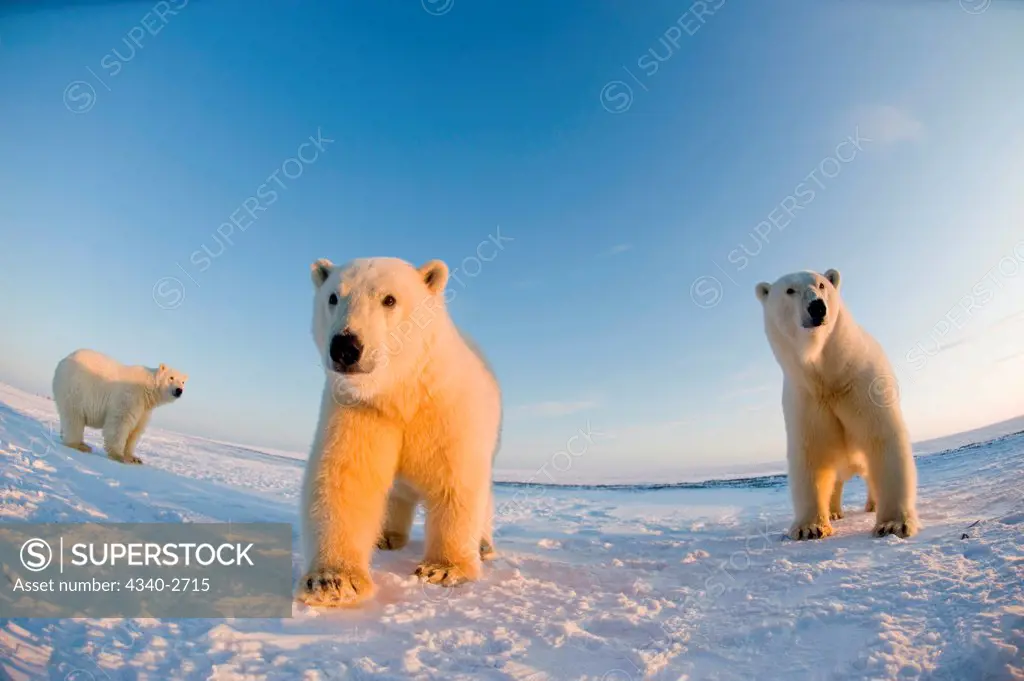 polar bear, Ursus maritimus, fish eye view of sow with a pair of cubs along the coast during fall freeze up, 1002 area of the Arctic National Wildlife Refuge, North Slope of the Brooks Range, Alaska