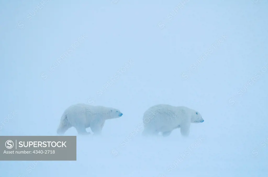 polar bear, Ursus maritimus, sow with subadult cub travel along the foggy coast during fall freeze up, 1002 area of the Arctic National Wildlife Refuge, North Slope of the Brooks Range, Alaska